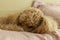 A sad little apricot poodle sleeps on a bed