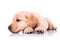 Sad little labrador retriever puppy dog with head on paws