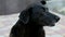 Sad lonely mixed-breed dog portrait, unhappy homeless black dog