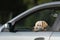 Sad, lonely puppy peeks out of window while waiting for owner in car