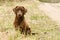 Sad lonely serious brown dog dachshund sitting on the road