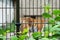 A sad and lonely tiger walking in a cage with greenery