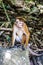 Sad lonely toque macaque sitting alone on a stone in the trees near Jungle Beach in Sri Lanka. Monkey in the natural habitat.