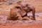 A Sad-looking Baby African Elephant Taking A Mud Bath