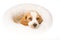 Sad looking Beagle puppy inside white fur bed