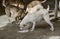 Sad looking concept, hungry stray dog at thai temple beset to eat a remains food on the floor,sepia process.