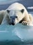 Sad looking endangered polar bear on melting ice block
