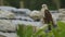 Sad looking falcon on a shanty roof top, Moresby