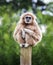 Sad looking Lar Gibbon sitting on a post