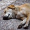 A sad-looking street dog with folded ears. Dog playing outside smiles. Homeless mongrel dog waiting for a new owner