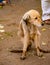 A sad-looking street dog with folded ears. Dog playing outside smiles. Homeless mongrel dog waiting for a new owner