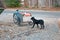 Sad looking street dog scavenging in rubbish cart of human scavenger