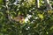 Sad Male Proboscis Monkey Peeking through Leaves
