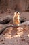 Sad Meerkat Sentry Looking Confused