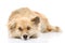 Sad mixed breed dog lying in front. on white back