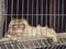 Sad monkey in a cage. Lonely animal in captivity.