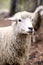 Sad muzzle sheep livestock. Group wool agriculture meadow animal