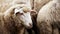 Sad muzzle sheep livestock. Group wool agriculture meadow animal