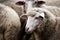 Sad muzzle sheep livestock. Group wool agriculture meadow animal