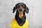 Sad obedient dachshund dog in yellow t-short sitting on gray background, anticipation of a walk, owner or yummy. Excerpt training