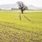 A sad old tree in the middle of rapeseed field. Life emerges after winter