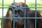 Sad orangutan behind the bars of a zoo