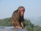 Sad pensive baboon on top of a mountain