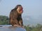 Sad pensive baboon on top of a mountain