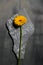 Sad photo of a yellow Garbera flower on a piece of gravestone
