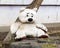 A sad plush toy of a white dirty big teddy bear, lost and forgotten. Bear alone on the ground