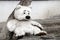 Sad plush white big teddy bear toy, lost and forgotten. Bear alone on the ground. Love expectation concept