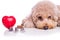 Sad poodle pet dog with beef chewables for heartworm protection trea