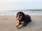 Sad and poor dog lying on sea beach with sorrow face