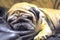 A sad pug is bored. The dog laid her head on her master`s shoes. concept: loyalty and loyalty of dogs