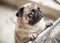 Sad pug with crying begging eyes. Lovely pet dog emotions