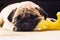 A sad pug with a plush yellow toy sleeping on the floor