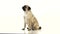 Sad pug is sitting and begging for dry food. White background