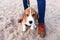 Sad puppy beagle sitting on sand