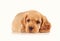 sad puppy dog isolated on the white background