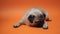 Sad puppy of a pug, on an orange background