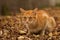 Sad red cat in autumn park. Homeless cat