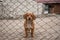 sad red dog sitting behind metal bars