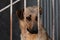 A sad red-haired dog with a sad look sits behind bars in a cage or aviary in a dog shelter for homeless animals. Dog abandoned at