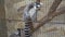Sad Ring-tailed lemur in a zoo in a cage