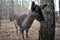 A sad roe deer stands near a tree in a large aviary