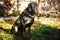 Sad Rottweiler sits outdoors