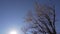 Sad scenery of thin tree with falling yellow leaves at background of blue sky.