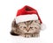 Sad scottish kitten with red santa hat. on white