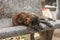 Sad senior dog sleeping in park bench. Old mutt lying in stone bench, with copy space.