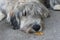 Sad shaggy dog nose sniffs autumn yellow leaf. dog nose close up